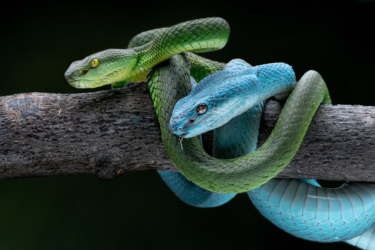 View of vibrant green and striking blue snakes coiled intimately on a rough branch, their scales gleaming against the dark backdrop, Batam, Batam, Indonesia.