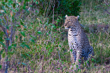Leopard on the lookout. Hunter. Predators of the savannah. The female leopard posing. Masai Mara, Kenya