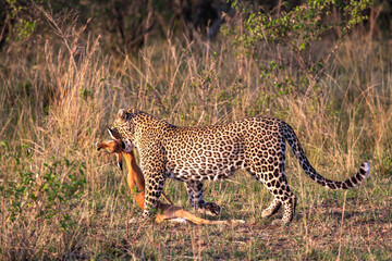 Obraz premium Leopard with prey. Hunter of savanna. Masai Mara, Kenya