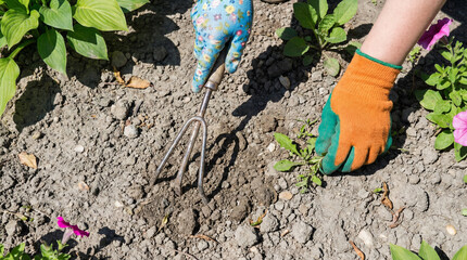 Gardening hands working with a cultivator tool in soil among flowers  