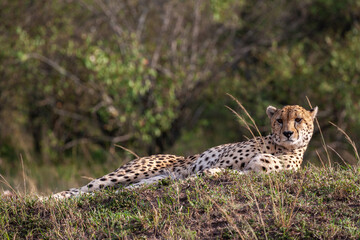 Cheetah resting on the hill. Kenya, Africa