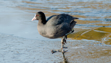 Obraz premium great crested grebe