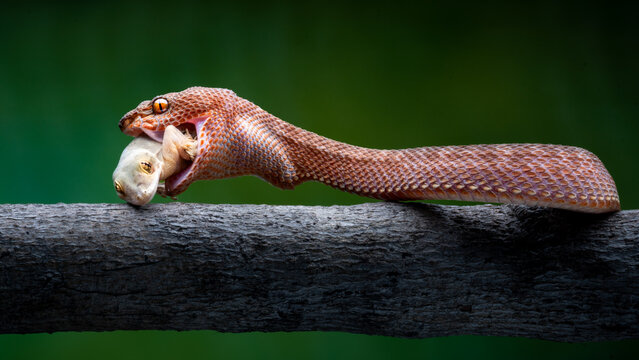 View of a red purpo viper snake with textured scales, in the act of swallowing prey, against a blurred backdrop of green foliage, Medan, Sumatra, Indonesia.