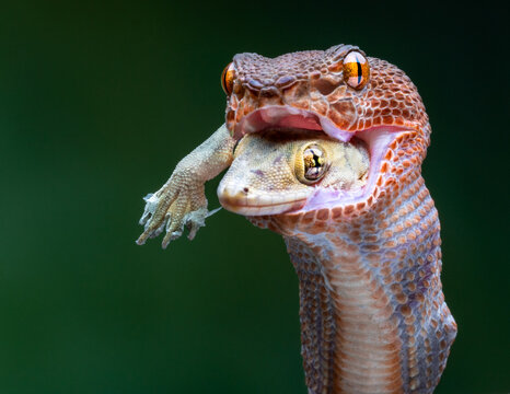 View of a snake's jaws engulfing a gecko, its tiny limbs flailing against the backdrop of verdant foliage, a primal dance of predator and prey, Medan, Sumatra, Indonesia.