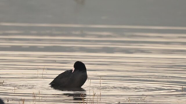 Eurasian coot resting peacefully on open freshwater lake surface