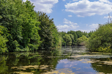 Obraz premium Scenic green view of river Leie in Belgium surrounded by graan trees during springtime