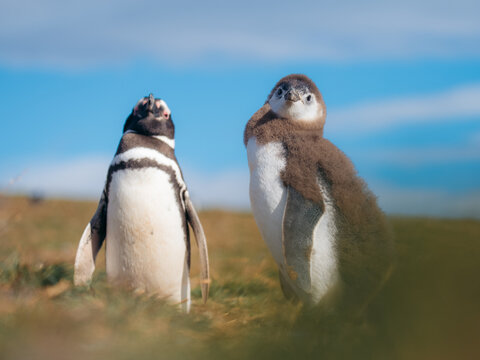 View of two penguins, one with striking black and white plumage and the other with fluffy brown feathers, stand on grassy ground under a blue sky, Isla Magdalena, Chile.