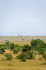 Huge herds of ungulates on the Masai Mara plains. Kenya, Africa