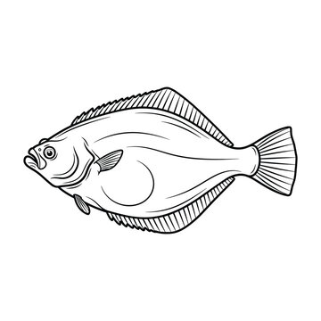 Black and white illustration of a flatfish