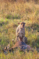 Naklejka premium A cheetah with its prey near the bushes. A predator's lunchtime meal. Masai Mara, Kenya, Africa