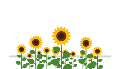 Sunflower Field Vector Illustration - Summer Nature Background