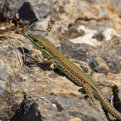 Fototapeta premium An extreme close-up of a speckled Mediterranean lizard perfectly camouflaged and resting amidst the dense, tangled dry scrub and stalks of its arid habitat on Levanzo Island, Sicily.