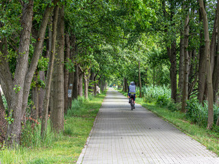 Naklejka premium Cyclist Riding Through a Tree-Lined Path in Green Summer Forest
