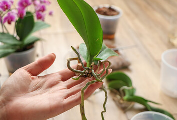 Concept of taking care of healthy roots. Cleaning of rot, resuscitation of damaged orchid plants in close-up. Home gardening, breeding of orchids. Diseases of orchids. High quality photo © Nataliia
