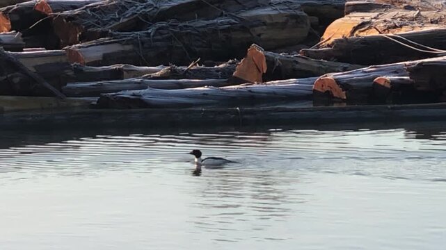 Bufflehead Duck Swimming on Calm Water in Natural Habitat