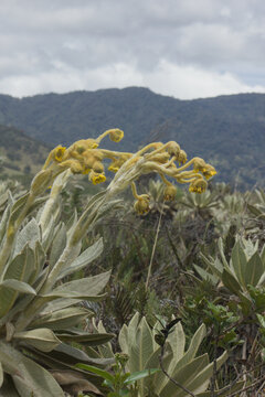 frailejones with yellow flowers in mountains of Colombia