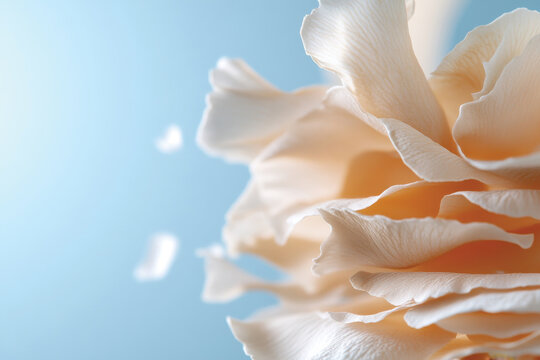An aesthetically pleasing image of a beautiful peach flower against a soft blue background, capturing the essence of serenity, softness, and visual harmony in nature.