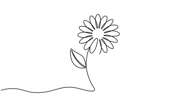 Animated self drawing of continuous line draw beauty fresh bruisewort. Printable decorative common daisy flower concept for home wall decor poster art, decorative common daisy flower concept for home.