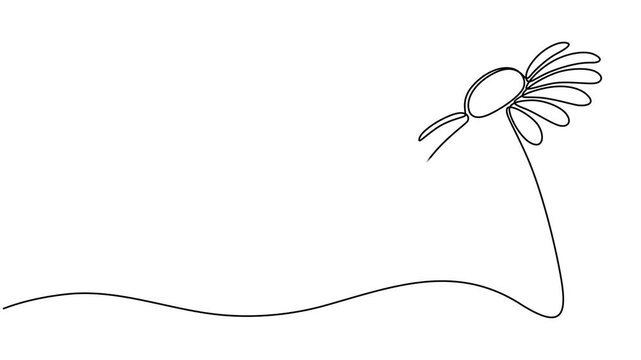 Animated self drawing of continuous line draw beauty fresh bruisewort. Printable decorative common daisy flower concept for home wall decor poster art, decorative common daisy flower concept for home.