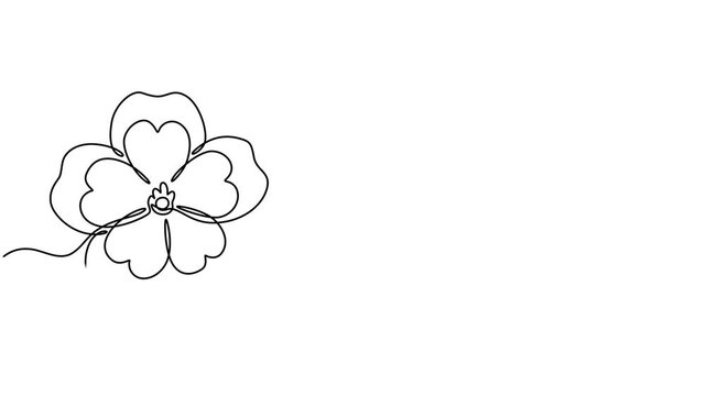 Animated self drawing of continuous line draw beauty fresh bruisewort. Printable decorative common daisy flower concept for home wall decor poster art, decorative common daisy flower concept for home.