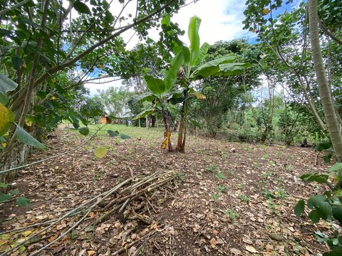 huerta con plantas