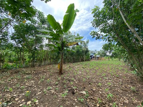 huerta con plantas