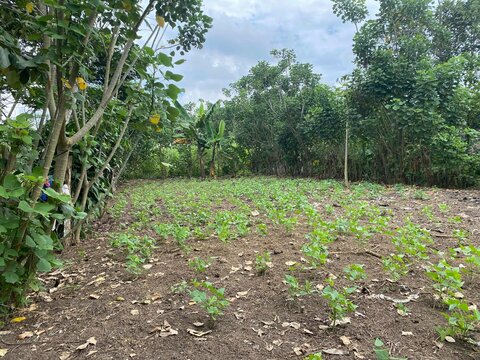 huerta con plantas