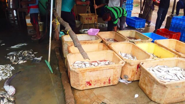 sardine anchovy mackerel all varieties of fish sale in Indian fish market ready for export