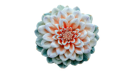Pastel dahlia flower with intricate multi layered petals in peach and white hues isolated on a transparent background
