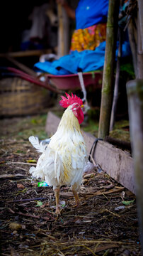 chicken on the farm