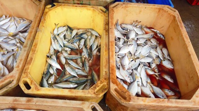 sardine anchovy mackerel all varieties of fish sale in Indian fish market ready for export