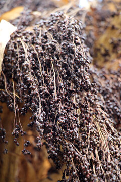 Common sorghum (Sorghum bicolor) grows in a field