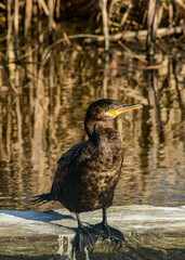 Double-crested Cormorant at a Texas NWR