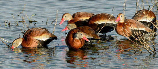 Black-bellied whistling ducks at a Texas NWR
