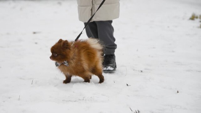 Pomeranian spitz puppy walking on snowy winter ground with leash