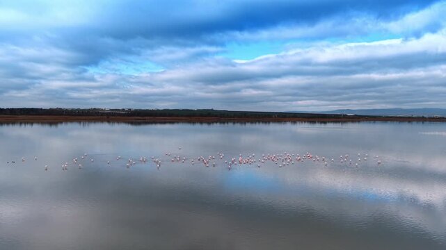 Approaching a large flock of pink flamingo standing in the waterscape. Clouds cover the sky over the scenery.