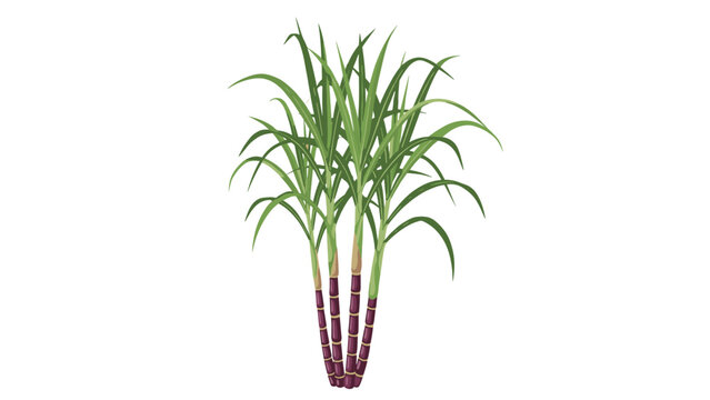 Mature sugarcane plant illustration showing the tall purple stalks and long green blade like leaves on a white background.