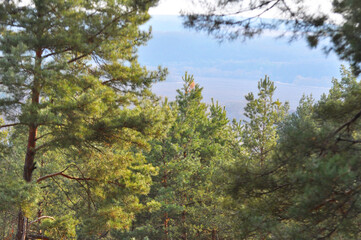 Fototapeta premium Landscape with Scots pine (Pinus sylvestris)