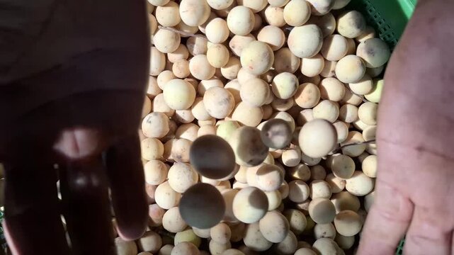 Top View Close-Up of Hands Stirring and Lifting Freshly Harvested Duku Fruits (Lansium parasiticum) in a Basket, Natural Harvest Video Footage