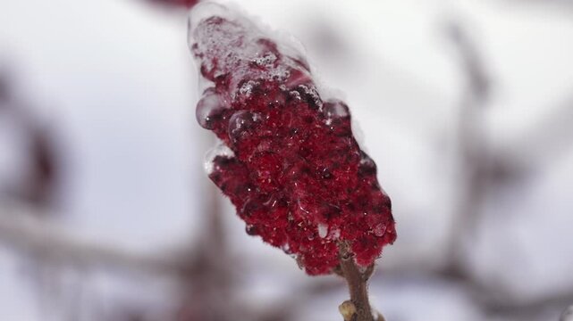 Sumac inflorescence in winter.
