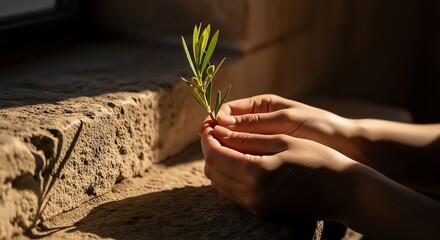 Hands holding a small olive branch with olives in sunlight