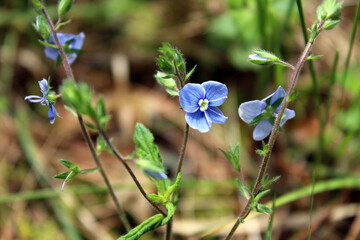 A vibrant, close-up photograph captures the delicate beauty of Germander Speedwell (Veronica chamaedrys), also known as "Bird's Eye"