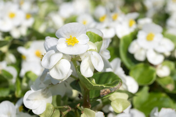 Obraz premium Beautiful wax begonia (begonia semperflorens) flowers.