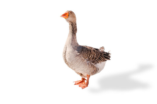Greylag Goose,Brown duck walking outdoor on snow on rural barnyard in free range poultry eco farm at winter. poultry farming concept