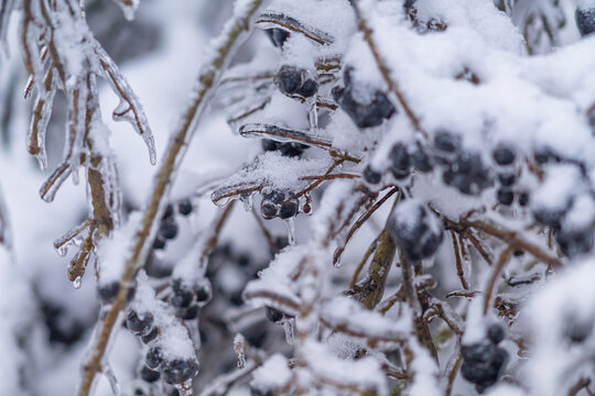 The black fruits of the bush are covered with snow and ice.