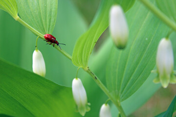 This macro photograph captures a vivid red beetle, likely a scarlet lily beetle (Lilioceris lilii), traversing the slender green stem of a flowering plant