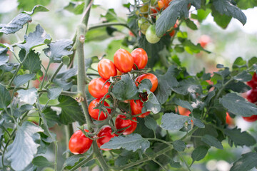 Clusters of cherry tomatoes on vines