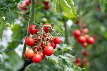 Ripe cherry tomatoes hanging on the branch