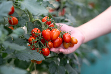 Hand picking fresh red cherry tomatoes from the vine in a close-up shot © zhu difeng