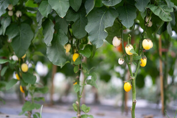 Yellow cherry tomatoes ripening on vine plants inside a greenhouse with lush green leaves